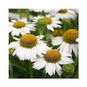 Echinacea ’Meditation White’ – Bíbor kasvirág