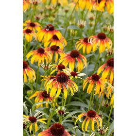 Echinacea ’Fiery Meadow Mama’ – Bíbor kasvirág
