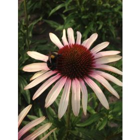 Echinacea ’Blushing Meadow Mama’ – Bíbor kasvirág
