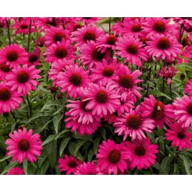 Echinacea ’Sensation Wild Romance’ – Bíbor kasvirág