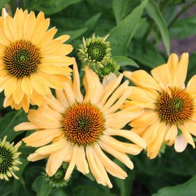 Echinacea ’Aloha’ – Bíbor kasvirág