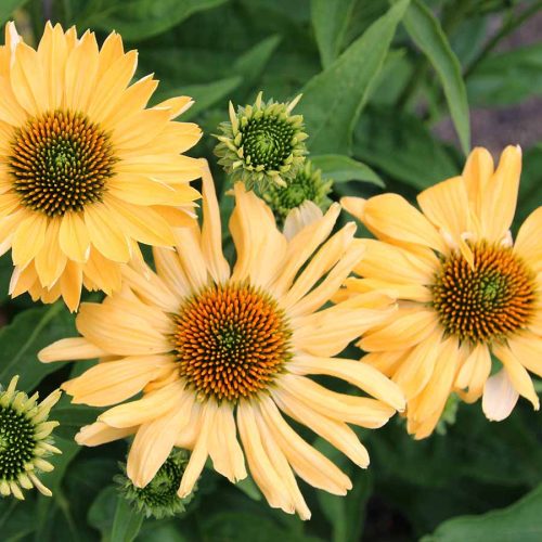 Echinacea ’Aloha’ – Bíbor kasvirág