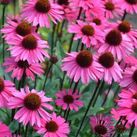Echinacea ’Sensation Pink’ – Bíbor kasvirág