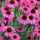 Echinacea ’Sensation Pink’ – Bíbor kasvirág