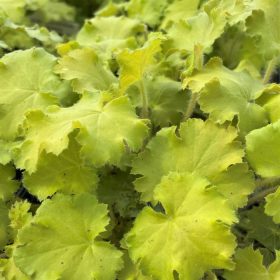 Heuchera ’Lemon Love’ – Tűzeső