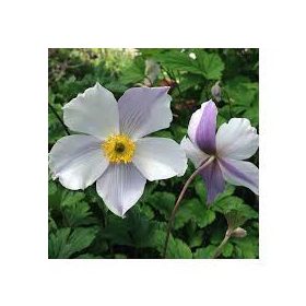 Anemone x hybrida ’Wild Swan’ – Hibrid szellőrózsa