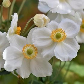 Anemone ’Pretty Lady Maria’ – Kínai szellőrózsa
