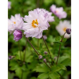 Anemone ’Frilly Knickers’ – Szellőrózsa