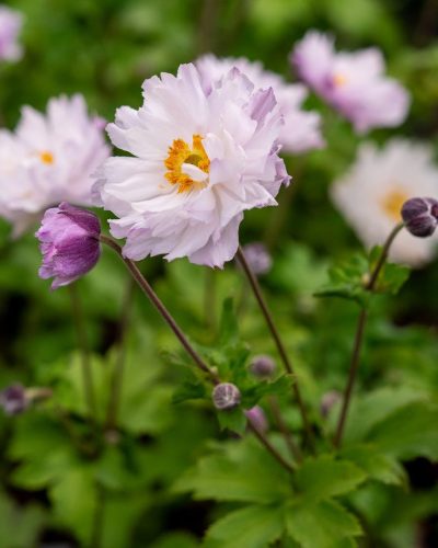 Anemone ’Frilly Knickers’ – Szellőrózsa