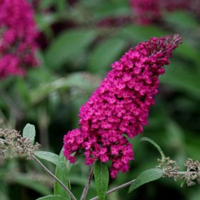   Buddleja dav. ’Royal Red’ – Bordó virágú nyáriorgona