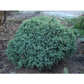   Picea glauca ’Echiniformis’ – Törpe, gömb cukorsüveg fenyő