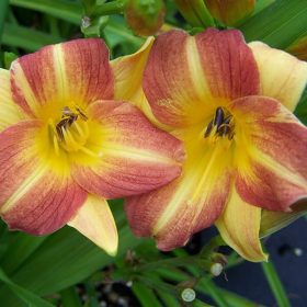 Hemerocallis ’Eenie Allegro’ – Sásliliom