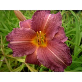 Hemerocallis 'Little Wine Cup' – Sásliliom