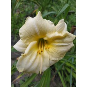 Hemerocallis 'Longfields Pearl'– Sásliliom