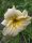 Hemerocallis 'Longfields Pearl'– Sásliliom