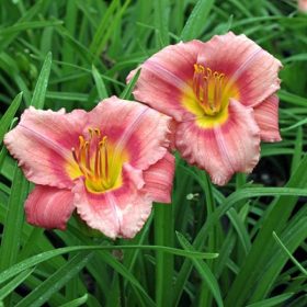 Hemerocallis 'Rosy Returns' – Sásliliom