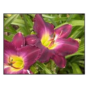 Hemerocallis 'Strutter's Ball' – Sásliliom