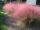 Muhlenbergia cap. ’Ruby’ – Vattacukorfű/Texasfű