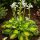 Hosta ’Sunset Grooves’ – Árnyékliliom