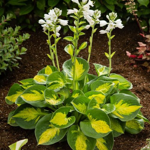 Hosta ’Sunset Grooves’ – Árnyékliliom