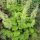 Heuchera ’Rex Lime’ – Tűzeső