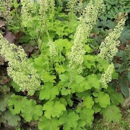 Heuchera ’Rex Lime’ – Tűzeső