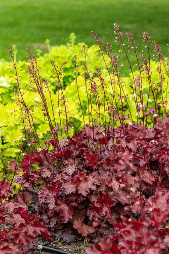 Heuchera ’Rex Fire’ – Tűzeső