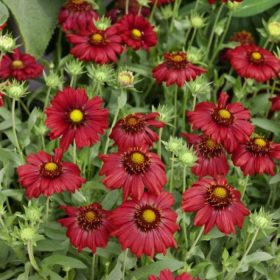 Gaillardia grandiflora ’Burgunder’ - Kokárdavirág