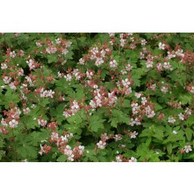 Geranium macr. ’Spessart’ – Illatos gólyaorr