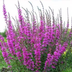 Lythrum salicaria ’Lady Sackville’ – Réti füzény
