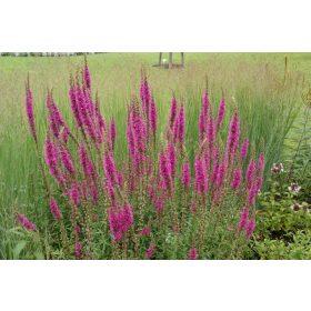 Lythrum salicaria ’Zigeunerblut’ – Réti füzény