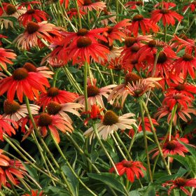 Echinacea ’Tomato Soup’ – Bíbor kasvirág