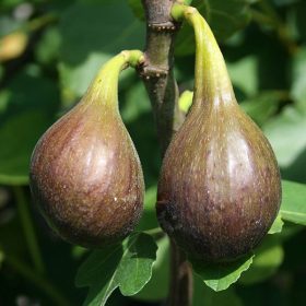 Ficus carica ’Keszthelyi Barna’ – Füge