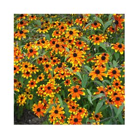   Rudbeckia triloba 'Prairie Glow' – Pompás kúpvirág