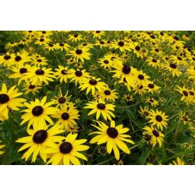 Rudbeckia fulg. ’City Garden’ – Pompás kúpvirág