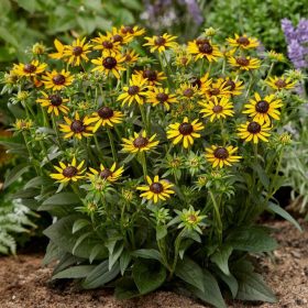 Rudbeckia fulg. ’Little Goldstar’ – Pompás kúpvirág
