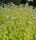 Origanum vulgare ’Aurea’ – Sárga oregánó