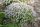 Thymus vulgaris ’Compactus’ – Törpe kakukkfű