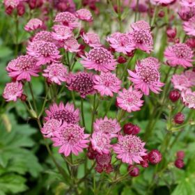 Astrantia major ’Cerise Button’ – Nagy völgycsillag