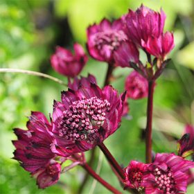   Astrantia major ’Purple Happiness’ – Nagy völgycsillag