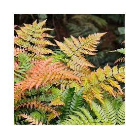   Dryopteris erythrosora 'Brilliance' – Japán ernyőpáfrány