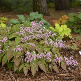 Epimedium ’Pretty in Pink’ – Tündérvirág