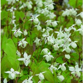 Epimedium youngianum ’Niveum’– Fehér tündérvirág