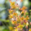 Epimedium pubig. ’Orangekönigin’ – Tündérvirág