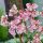 Bergenia ’Baby Doll’ – Bőrlevél