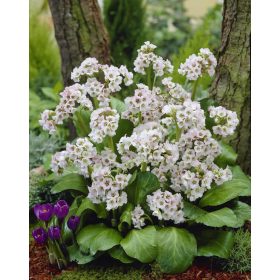 Bergenia ’Bressingham White’ – Bőrlevél