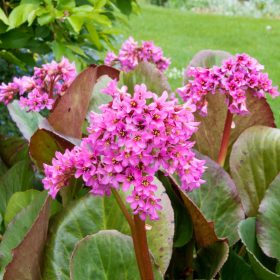 Bergenia ’Morgenröte’ – Bőrlevél