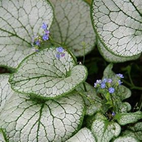 Brunnera macr. ’Silver Spear’ – Kaukázusi nefelejcs