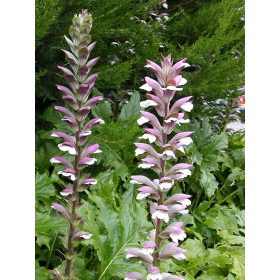 Acanthus mollis – Medveköröm