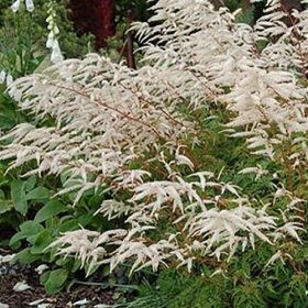 Aruncus 'Horatio' – Tündérfürt